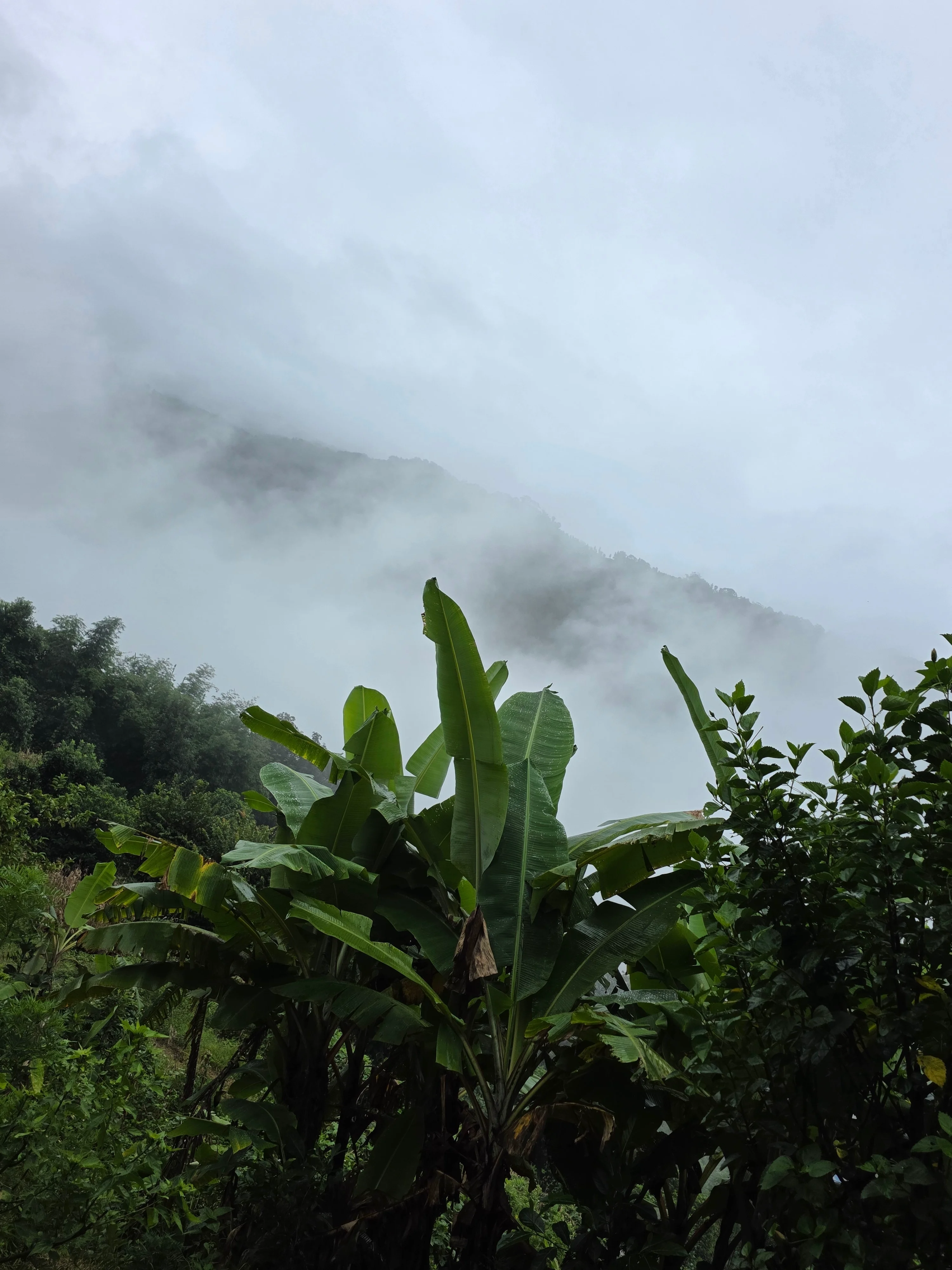 Fog
